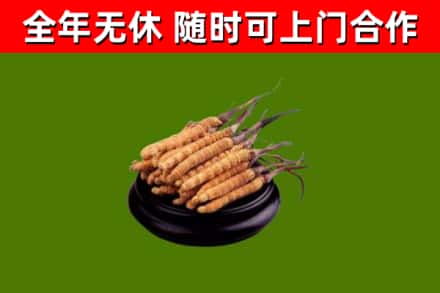 章丘回收冬虫夏草